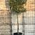 Quercus ilex stam 190 cm (Stamomtrek 25-30 cm) Leivorm 150x120 (BxH) 
