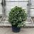 Viburnum tin. 'Eve Price' Pot 25 Liter 60 - 80 cm
