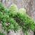 Cedrus deodara Pot 25 Liter 175 - 200 cm