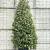 Quercus ilex Pot 130 liter 250 - 300 cm Piramidevorm