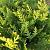 Chamaecyparis l. 'Stardust' Pot 12 liter Halfstam