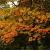 Quercus palustris stam 190 cm (Stamomtrek 18-20 cm) Leivorm