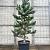 Pinus nigra 'Oregon Green' Pot 50 Liter 150 - 175 cm
