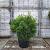 Pinus nigra 'Pierrick Brégeon' Pot 30 Liter 