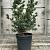 Pinus parv. 'Negishi' Pot 18 liter 