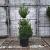 Pinus sylvestris Pot 12 liter 60 - 80 cm