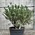 Pinus sylv. 'Watereri' Pot 18 liter 