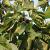 Ficus car. 'Brown Turkey' Pot 12 liter Halfstam