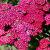 Achillea m. 'Red Velvet' Pot 9 cm