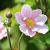 Anemone hyb. 'Elegans' Pot 9 cm