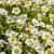 Anemone sylvestris Pot 9 cm