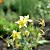Aquilegia chrysantha 'Yellow Queen' Pot 9 cm