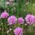 Armeria ps. 'Ballerina Purple Rose' Pot 9 cm
