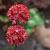 Armeria pseudarm. 'Ballerina Red' Pot 9 cm
