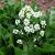 Armoracia rusticana Pot 9 cm