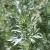 Artemisia absinthium Pot 9 cm