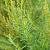 Artemisia dracunculus Pot 9 cm