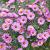 Aster (D) 'Alice Haslam' Pot 9 cm