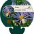 Aster macrophyllus 'Twilight' Pot 9 cm