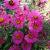 Aster (D) 'Starlight' Pot 9 cm