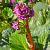 Bergenia 'Bressingham Ruby' Pot 9 cm