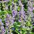 Calamintha nepeta Pot 9 cm