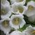 Campanula c. 'Alba' Pot 9 cm