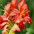 Crocosmia 'Carmine Brilliant' Pot 9 cm