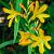 Crocosmia 'George Davidson' Pot 9 cm