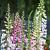 Digitalis purp. 'Gloxiniiflora' Pot 9 cm