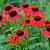 Echinacea Lakota Red Pot 9 cm