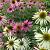 Echinacea p. 'Leuchtstern' Pot 9 cm