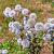 Echinops bannaticus 'Blue Globe' Pot 9 cm