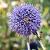 Echinops bannaticus 'Blue Globe' Pot 9 cm