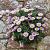 Erigeron gl. 'Sea Breeze' Pot 9 cm
