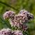 Eupatorium cannabinum Pot 9 cm