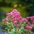 Eupatorium purpureum Pot 9 cm