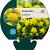Euphorbia epithymoides Pot 9 cm