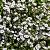 Gypsophila cerastioides Pot 9 cm