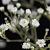 Gypsophila paniculata Pot 9 cm