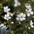 Gypsophila repens Pot 9 cm