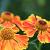 Helenium 'Sahin's Early Flowerer' Pot 9 cm