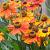 Helenium 'Waltraut' Pot 9 cm