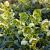 Helleborus argutifolius Pot 9 cm