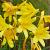 Hemerocallis lilioasphodelus Pot 9 cm