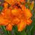 Hemerocallis 'Mauna Loa' Pot 9 cm
