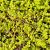 Herniaria glabra Pot 9 cm