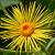 Inula magnifica Pot 9 cm