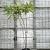 Rhus typhina Pot 30 Liter 150 - 175 cm