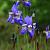 Iris sib. 'Blue King' Pot 9 cm